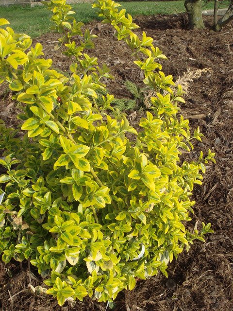 Euonymus fortunei 'Sunshine' P1A statue